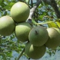 核桃苗山楂苗國槐苗油松苗皂角苗