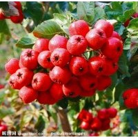 供應超金星山楂苗大五棱山楂苗歪把紅山楂苗大棉球山楂苗