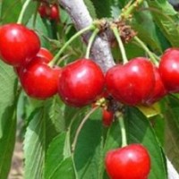 供應櫻桃苗，板栗苗，葡萄苗，棗樹苗，李子苗，油桃苗