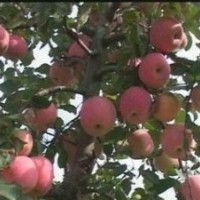 優質山西蘋果樹山楂樹核桃樹櫻桃樹李子樹