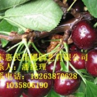 供應山東櫻桃苗 當年小苗 0.6-3公分