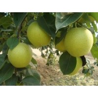 梨苗，蘋果苗，山楂苗