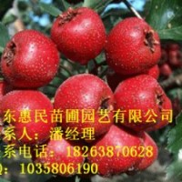 供應(yīng)實(shí)生 嫁接山楂樹苗 0.6-4公分 山東山楂樹苗