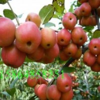 冬紅海棠苗，又名長壽果，冬不落，山東北美海棠研究所