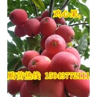 雞心果苗，吉林雞心果苗，蘋果苗