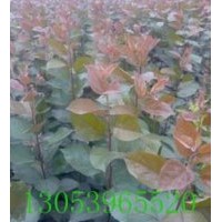 臨沂上百萬甜茶苗定向嫁接，定向回收。