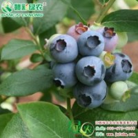 南方夏普藍 南方藍莓小苗供應 南方夏普藍詳細介紹|江西綠農發展