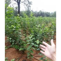 常年出售供應大量柞榛小苗