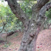 出懷遠石榴樹