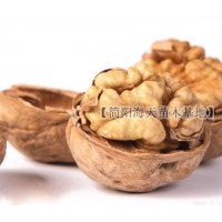簡陽核桃苗批發，優質核桃苗價格，海天核桃苗值得信賴