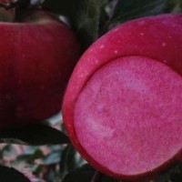 供應紅色之愛蘋果樹苗