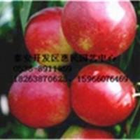 山東泰安當年桃樹小苗批發價格