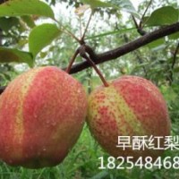 梨樹苗品種早酥紅梨樹苗早熟梨樹苗品種