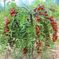 中華鈣果苗，農(nóng)大鈣果苗|山西運城鈣果種植生產(chǎn)銷售廠