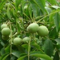 供應核桃苗、核桃苗批發、核桃苗管理