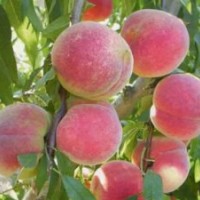 外表美，心里甜的迎霜紅桃苗，突圍桃苗，春雪桃苗，夏之夢桃苗黃