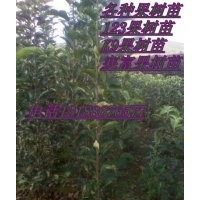 山丁子苗//果樹(shù)苗