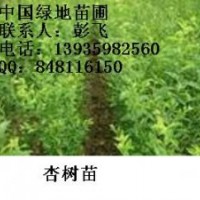 供應杏樹苗+杏樹苗+杏樹苗+杏樹苗+杏樹苗價格
