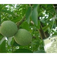 8518核桃苗，山西核桃苗，中農短枝核桃苗，核桃苗價格