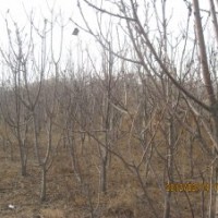 供應4-5公分果樹