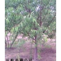 供應山桃樹）5-10公分山桃樹（山桃樹基地