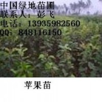 供應蘋果苗 蘋果苗 紅富士蘋果苗 紅富士蘋果苗價格