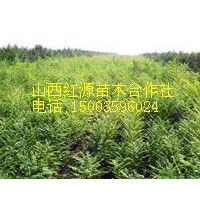 供應核桃苗 白蠟苗 合歡苗 五角楓 國槐苗