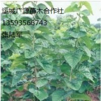 嫁接杏樹苗出售、杏樹苗供應價格