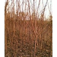 果樹苗木山楂苗,柿子苗,木梨苗