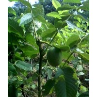 果樹苗，核桃苗，蘋果苗，桃樹苗，梨樹苗，山楂苗