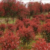 常年供山楂苗，櫻桃苗，紅葉碧桃苗，紫葉李苗。