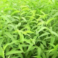 供應今年新優質毛桃苗 山西毛桃苗