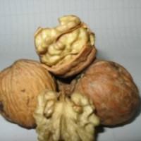 高級優(yōu)質(zhì)核桃苗