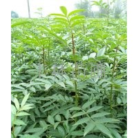 好的花椒苗就應該是這樣