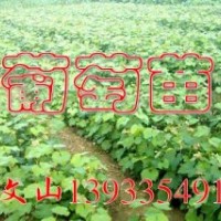 巨峰葡萄苗，錦豐梨苗價格，黃金梨樹苗，黃冠梨苗