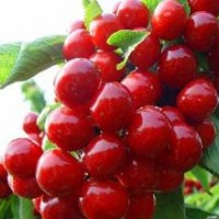 美早櫻桃苗，櫻桃嫁接苗，櫻桃苗，櫻桃苗批發，紅燈櫻桃苗