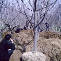 低價供應占地柿子樹、梨樹、蘋果樹、櫻桃樹