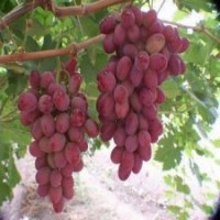 供應(yīng)葡萄苗，紅提葡萄苗，巨峰葡萄苗