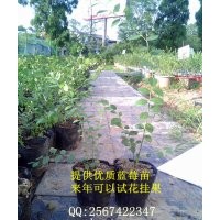 低價提供30-150公分優(yōu)質(zhì)藍(lán)莓種苗