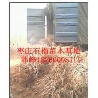 供應棗莊石榴樹