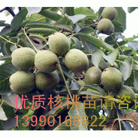 豐產核桃苗/豐產核桃苗銷售/豐產核桃苗價格
