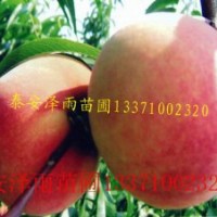 哪里賣的占地桃樹便宜，占地大桃樹哪里