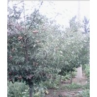 山楂樹，法桐，垂柳，國槐，火炬，秋樹，梓樹，欒樹