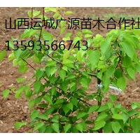 山杏樹出售、2-3公分山杏樹、價格優惠