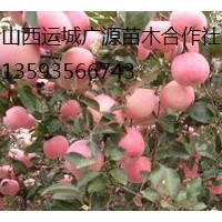 蘋果樹出售、2-5公分蘋果樹、蘋果樹供應