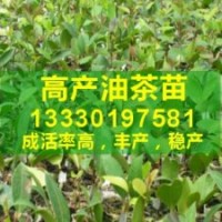 四川油茶樹苗,油茶樹種植政策,油茶高產品種栽培,油茶產業化