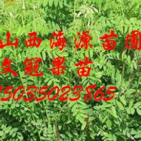 山西苗圃文冠果苗價格文冠果苗圖片文冠果苗批發