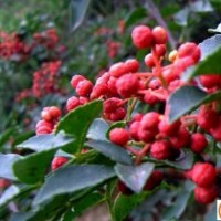 花椒苗、大紅袍花椒苗、花椒樹苗、山東花椒苗