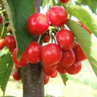 櫻桃苗、櫻桃樹苗、紅燈櫻桃苗、吉塞拉櫻桃苗