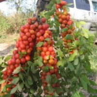 供應山里紅鈣果苗-當年栽當年掛果鈣果苗價格